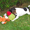 Louna participe au concours pour gagner de l'argent avec cette photo : companion_dog, danish_swedish_farmdog, dog, dog_breed, dog_breed_group, dog_like_mammal, grass, jack_russell_terrier, lawn, miniature_fox_terrier, plant, russell_terrier, smooth_fox_terrier, tenterfield_terrier, terrier