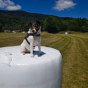 Louna participe au concours pour gagner de l'argent avec cette photo : animal, blue_sky, clouds, daytime, dog, farm, field, grass, greenery, happy, harness, hay_bale, landscape, nature, outdoor, pet, rural, sitting, sunny, trees
