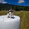 dog, harness, hay_bale, field, grass, trees, blue_sky, clouds, sunny, outdoor, nature, animal, pet, rural, farm, landscape, greenery, happy, sitting, daytime