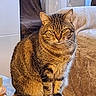 tabby_cat, cat, feline, pet, animal, indoor, living_room, table, glass_table, couch, furniture, whiskers, ears, fur, sitting, looking, domestic_cat, striped, cozy, home