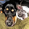 Bhumi a rejoint le concours — aidez-le/la à gagner de superbes lots ! dog, sleeping, snuggling, cozy, blanket, closeup, pet, animal, friendship, cute, furry, resting, companion, indoors, relaxed, face, black_dog, spotted_dog, napping, warm