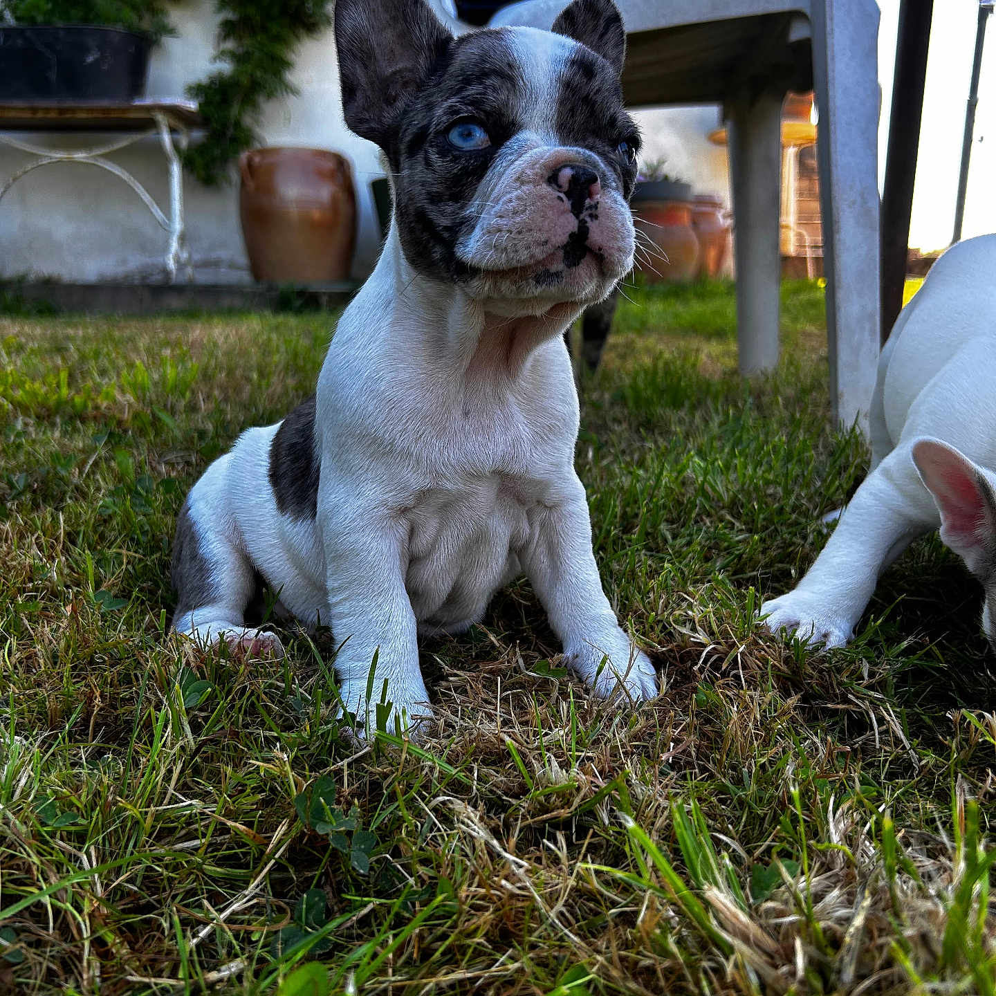 Bhumi participe au concours pour gagner de l'argent avec cette photo : puppy, french_bulldog, dog, grass, outdoor, pet, animal, blue_eyes, backyard, plastic_chair, plant_pot, sniffing, young_dog, sitting, cute, nature, garden, sunlight, playful, companion