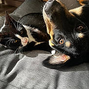 Ades a rejoint le concours — aidez-le/la à gagner de superbes lots ! cat, dog, pet, animal, black_and_white_cat, black_dog, fur, whiskers, ears, eyes, nose, relaxing, sunlight, shadow, indoor, couch, closeup, friendship, companions, cozy
