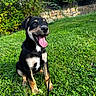 Ades a rejoint le concours — aidez-le/la à gagner de superbes lots ! puppy, dog, grass, greenery, outdoor, happy, tongue_out, sitting, leash, black_dog, tan_markings, nature, sunlight, stone_wall, bushes, pet, canine, young_dog, playful, summer