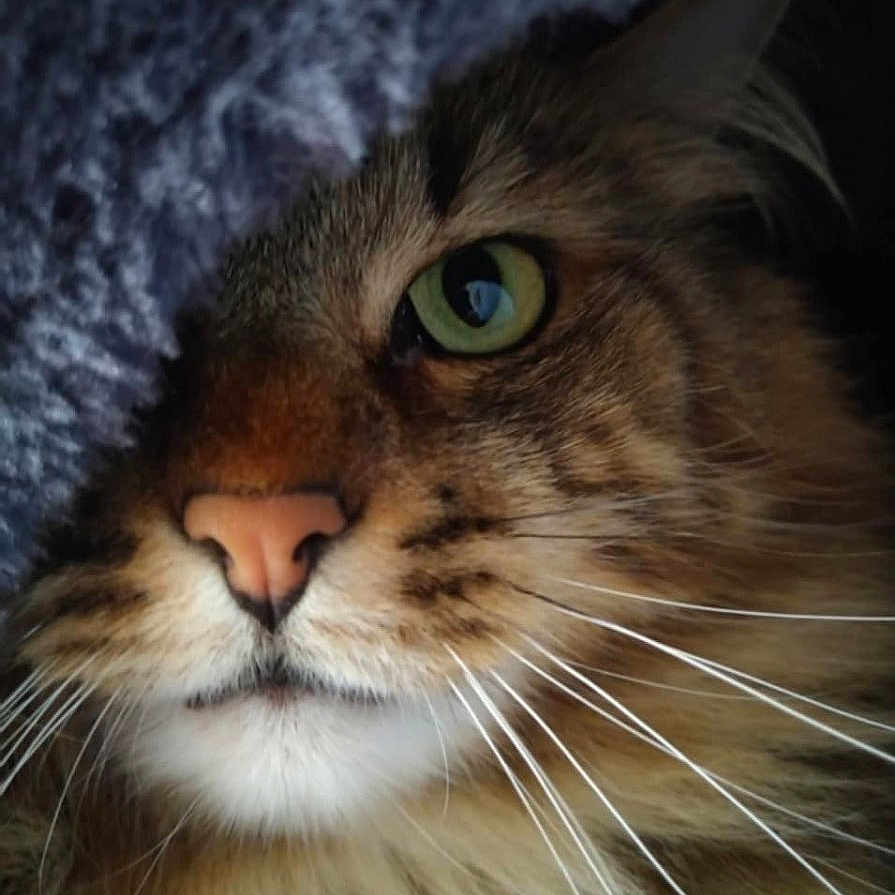 Onyx a rejoint le concours — aidez-le/la à gagner de superbes lots ! animal, blanket, cat, close_up, closeup, cozy, cute, domestic_animal, face, feline, fur, green_eyes, indoor, mammal, pet, portrait, relaxed, soft_lighting, texture, whiskers
