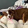 dog, sleeping, stuffed_animal, bunny, plush_toy, blanket, bed, indoor, cozy, brown, white, snuggling, cute, pet, fur, resting, comfort, animal, pink_ribbon, soft