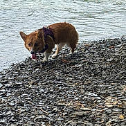Bailey is registered to the contest to win money with this photo: animal, canine, corgi, daylight, dog, fur, harness, lake, mammal, nature, outdoor, pet, playful, rocky_shore, shore, small_dog, standing, tongue_out, walking, water