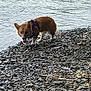 animal, canine, corgi, daylight, dog, fur, harness, lake, mammal, nature, outdoor, pet, playful, rocky_shore, shore, small_dog, standing, tongue_out, walking, water