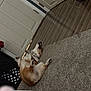 Bailey is registered to the contest to win money with this photo: animal, brown, canine, carpet, collar, dog, door, floor, fur, home, house, indoor, lazy, lying_down, paws, pet, relaxed, resting, sleeping, white