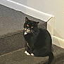 cat, tuxedo_cat, pet, stairs, carpeted_stairs, sitting, looking_at_camera, yellow_eyes, whiskers, black_fur, white_paws, indoor, wall, corner, portrait, feline, domestic_cat, curious, paws, tail