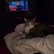 Bentley joined the competition — help win amazing prizes! cat, tabby, comforter, bed, indoor, television, tv_screen, show, netflix, cooking_show, dark_room, relaxed, sleepy, pet, feline, blanket, pattern, furniture, home, cozy
