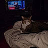 cat, tabby, comforter, bed, indoor, television, tv_screen, show, netflix, cooking_show, dark_room, relaxed, sleepy, pet, feline, blanket, pattern, furniture, home, cozy