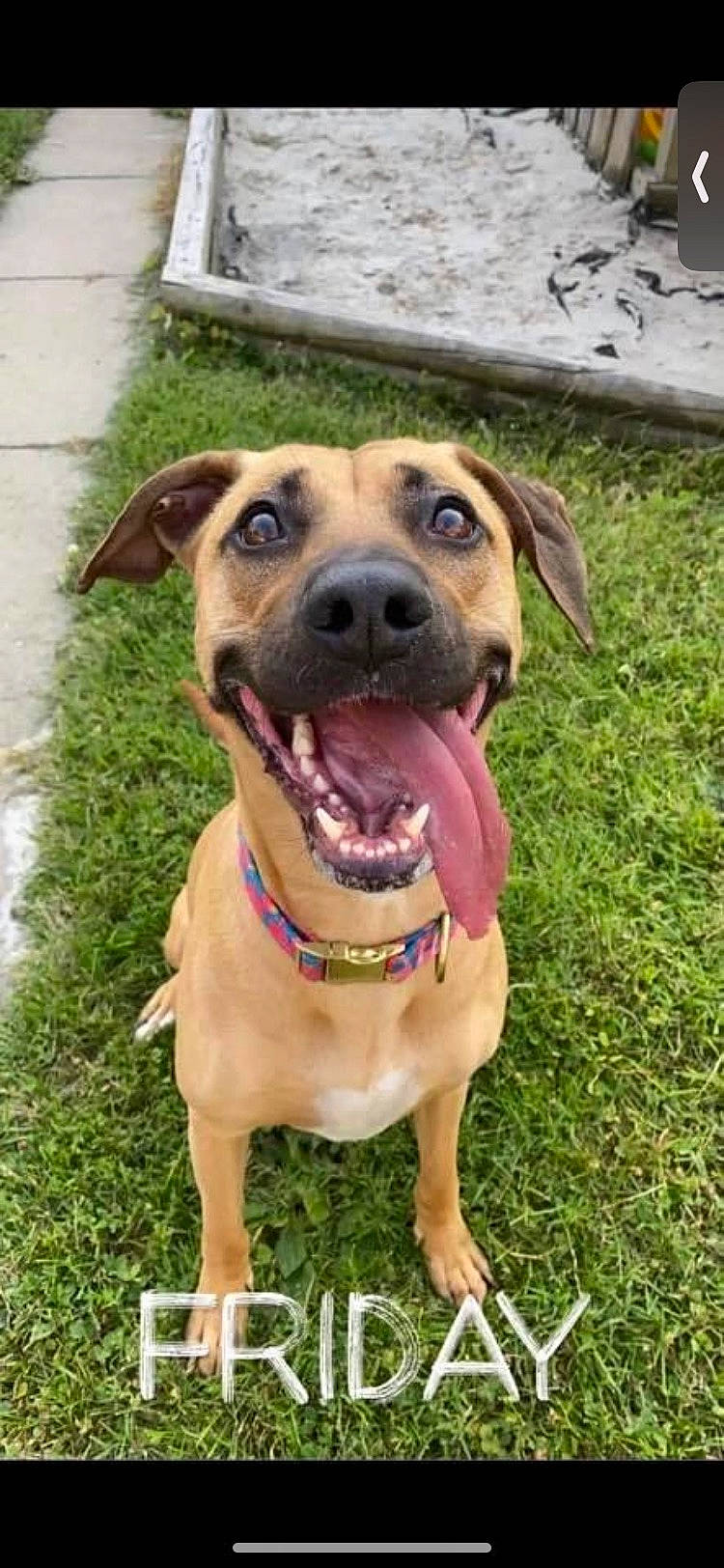 Shyla joined the competition — help win amazing prizes! canidae, carnivore, collar, companion_dog, dog, dog_breed, dog_collar, dog_supply, fawn, grass, guard_dog, hound, leash, liver, pet_supply, snout, sporting_group, whiskers, working_animal, working_dog