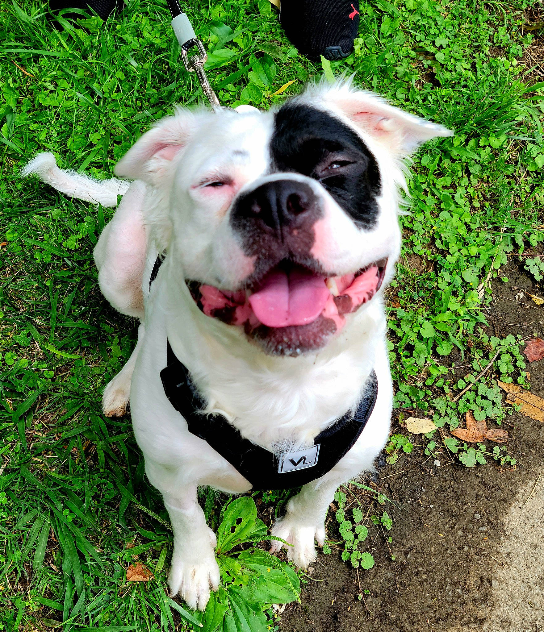 Hershey is registered to the contest to win money with this photo: bulldog, canidae, carnivore, collar, companion_dog, dog, dog_breed, dog_collar, dog_supply, fang, fashion_accessory, fawn, grass, leash, molosser, plant, snout, sporting_group, whiskers, working_animal