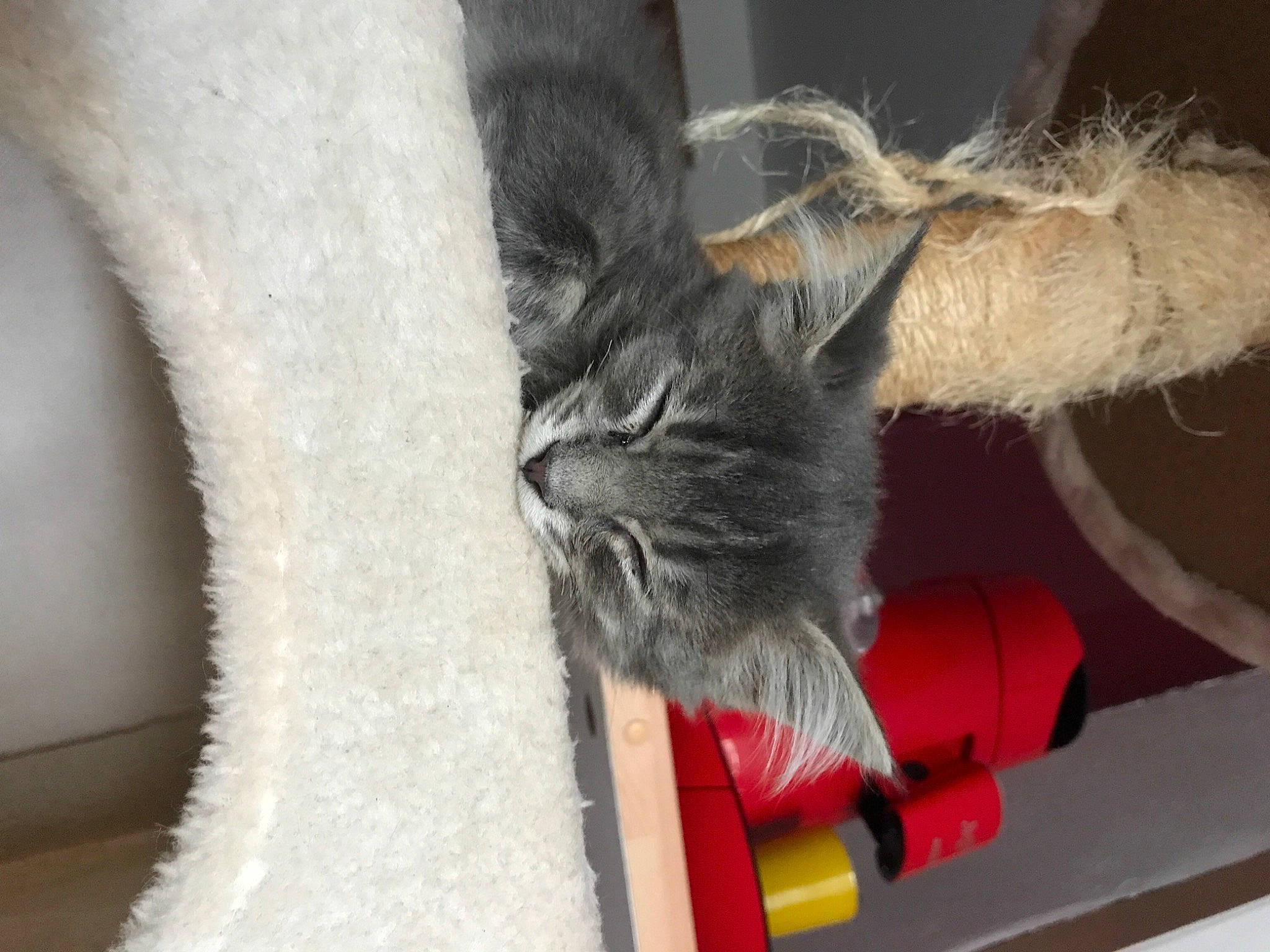 Chaton a rejoint le concours — aidez-le/la à gagner de superbes lots ! carmine, carnivore, cat, claw, comfort, dog_breed, domestic_short_haired_cat, fawn, felidae, fur, gesture, mammal, natural_material, paw, plant, small_to_medium_sized_cats, snout, tail, vertebrate, whiskers