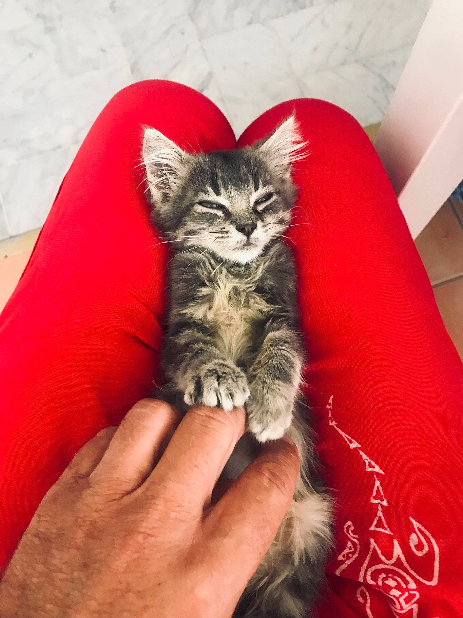 Chaton participe au concours pour gagner de l'argent avec cette photo : carnivore, cat, claw, comfort, couch, domestic_short_haired_cat, felidae, finger, flooring, fur, hand, human_leg, nail, paw, plant, sitting, small_to_medium_sized_cats, snout, tail, whiskers