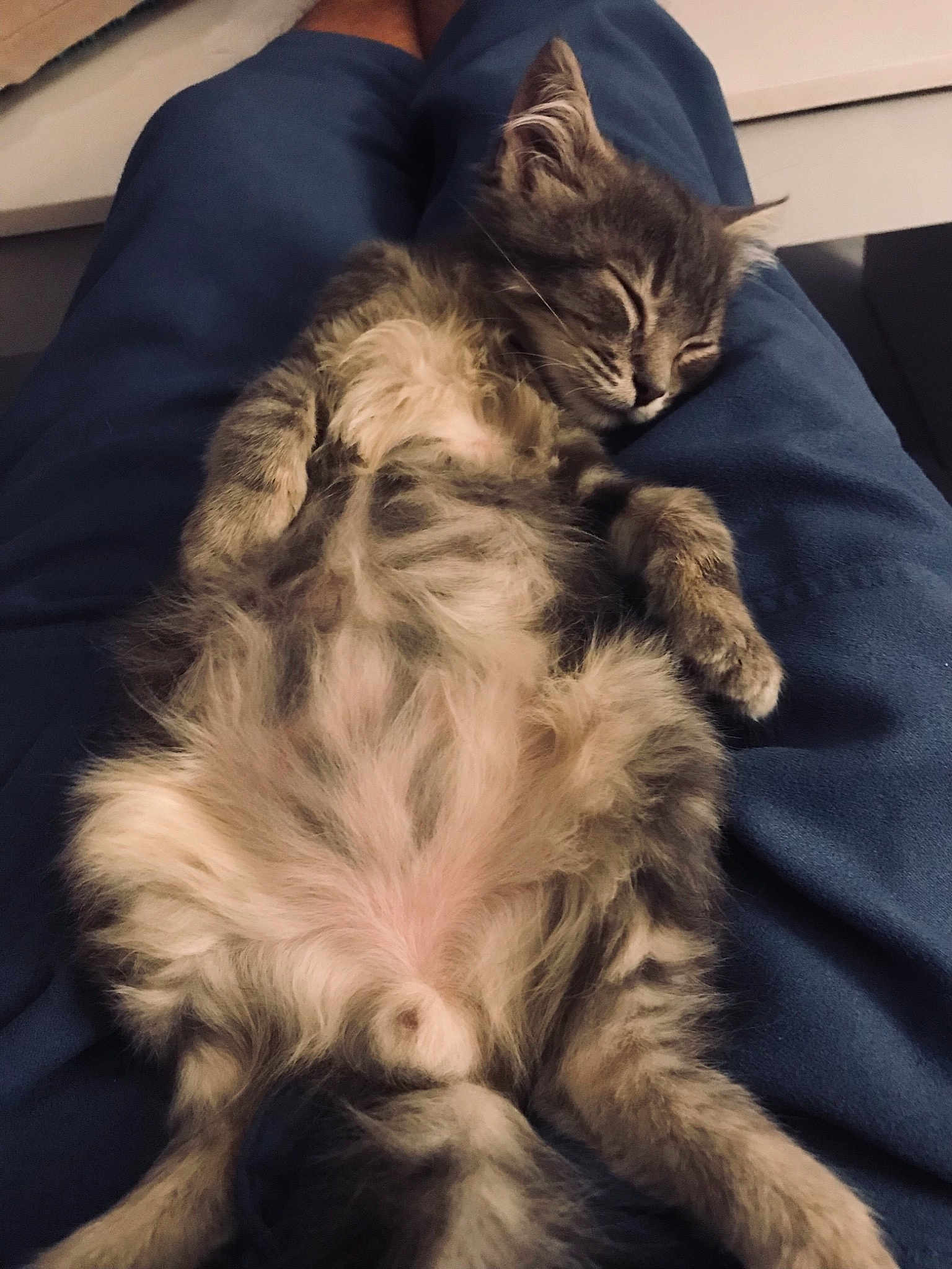 Chaton