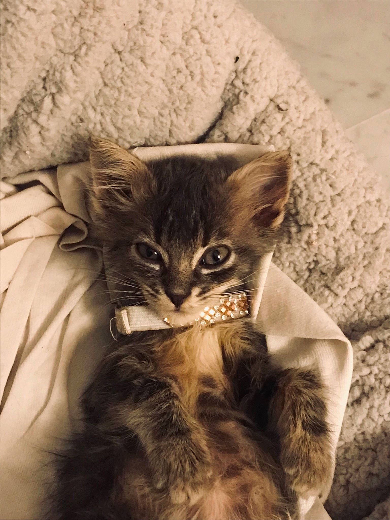 Chaton participe au concours pour gagner de l'argent avec cette photo : box, carnivore, cat, claw, comfort, domestic_short_haired_cat, fawn, felidae, fur, grey, linens, plant, sleeve, small_to_medium_sized_cats, snout, tail, terrestrial_animal, whiskers, wood