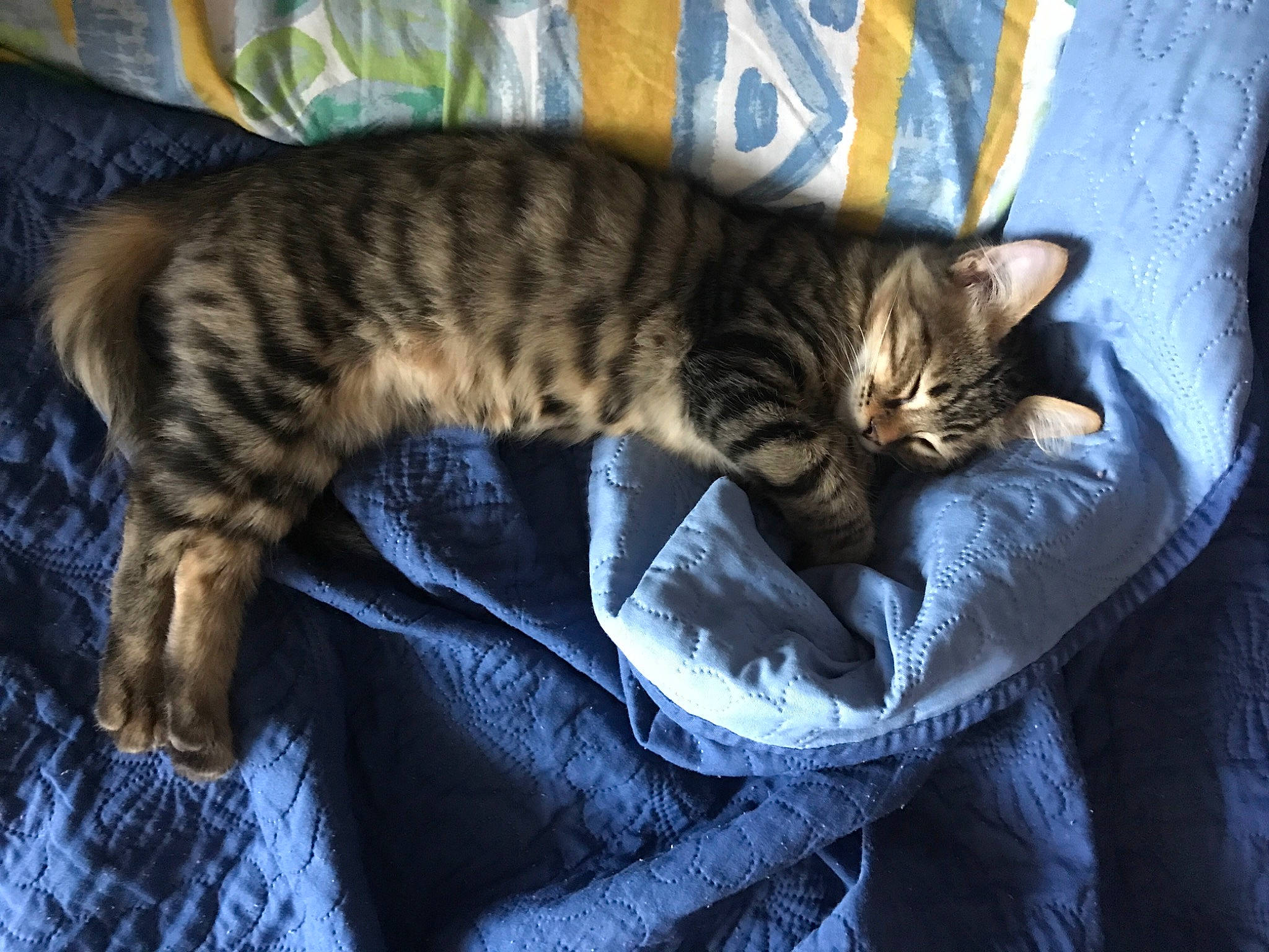 Ticha participe au concours pour gagner de l'argent avec cette photo : carnivore, cat, cat_bed, claw, comfort, domestic_short_haired_cat, felidae, fur, nap, pattern, paw, sleep, small_to_medium_sized_cats, tail, terrestrial_animal, tree, whiskers