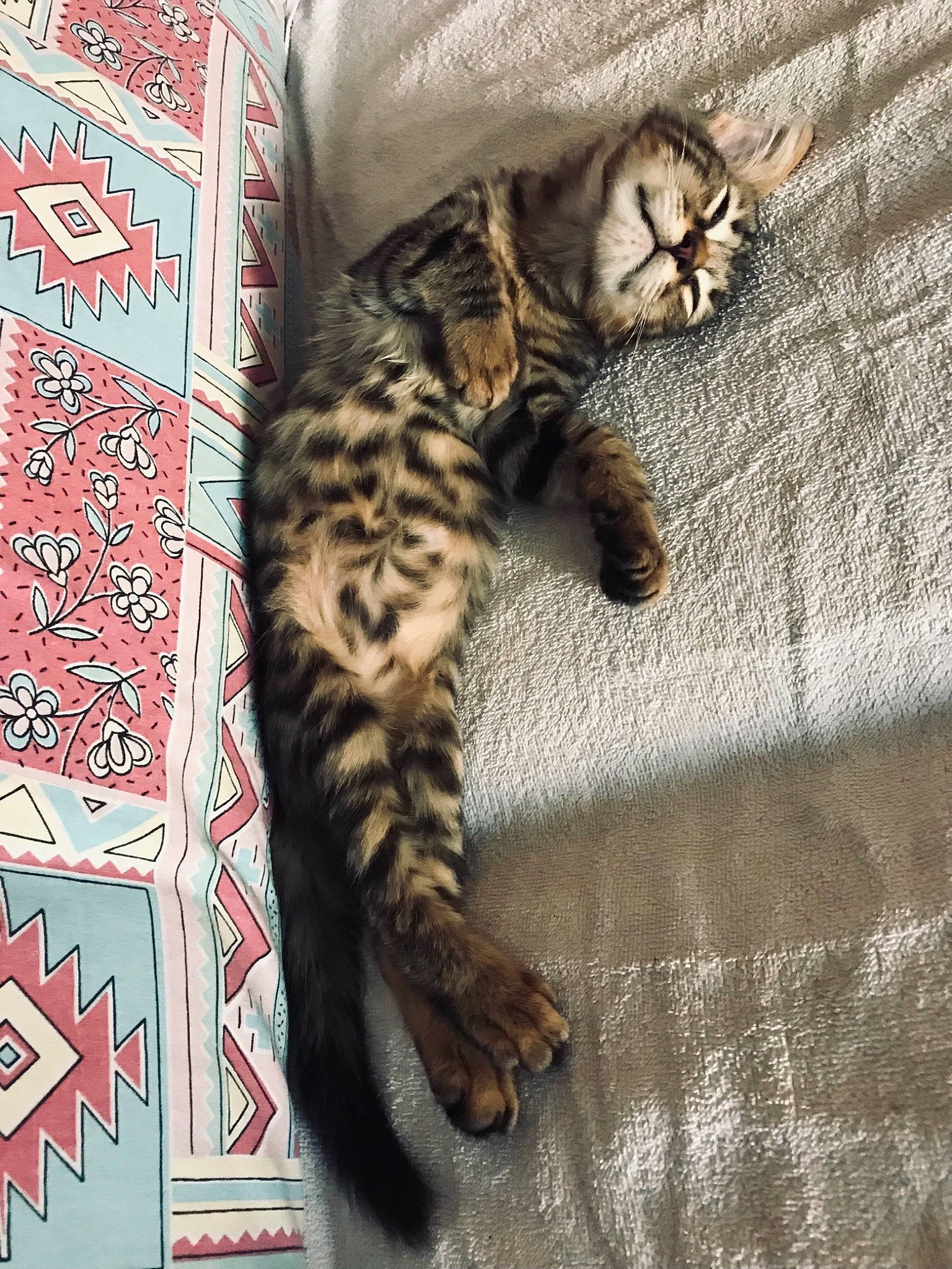 Ticha participe au concours pour gagner de l'argent avec cette photo : carnivore, cat, claw, comfort, domestic_short_haired_cat, felidae, foot, fur, pattern, paw, small_to_medium_sized_cats, snout, tail, terrestrial_animal, whiskers