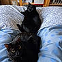 Caline Et Ralph a rejoint le concours — aidez-le/la à gagner de superbes lots ! animal, bed, bedroom, blackcat, blanket, cat, computer, couch, electronics, furniture, homedecor, indoors, laptop, linen, manx, pet, quilt, room, shelf, wood