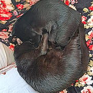 Caline Et Ralph participe au concours pour gagner de l'argent avec cette photo : animal, bed, bedroom, blanket, canine, cat, chihuahua, couch, cushion, dog, furniture, homedecor, hound, labradorretriever, linen, person, pet, puppy, quilt, sleeping