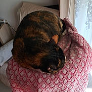 Cookie a rejoint le concours — aidez-le/la à gagner de superbes lots ! animal, blanket, calico, cat, cozy, curled_up, curtain, cushion, floor, furniture, home, indoor, natural_light, pet, pink, quiet, relaxation, resting, sleeping, soft_texture