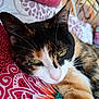 Cookie participe au concours pour gagner de l'argent avec cette photo : animal, calico, cat, close_up, colorful, cozy, cute, domestic_cat, face, fur, green_eyes, indoor, lying_down, patterned, pet, pillow, relaxed, resting, soft, whiskers