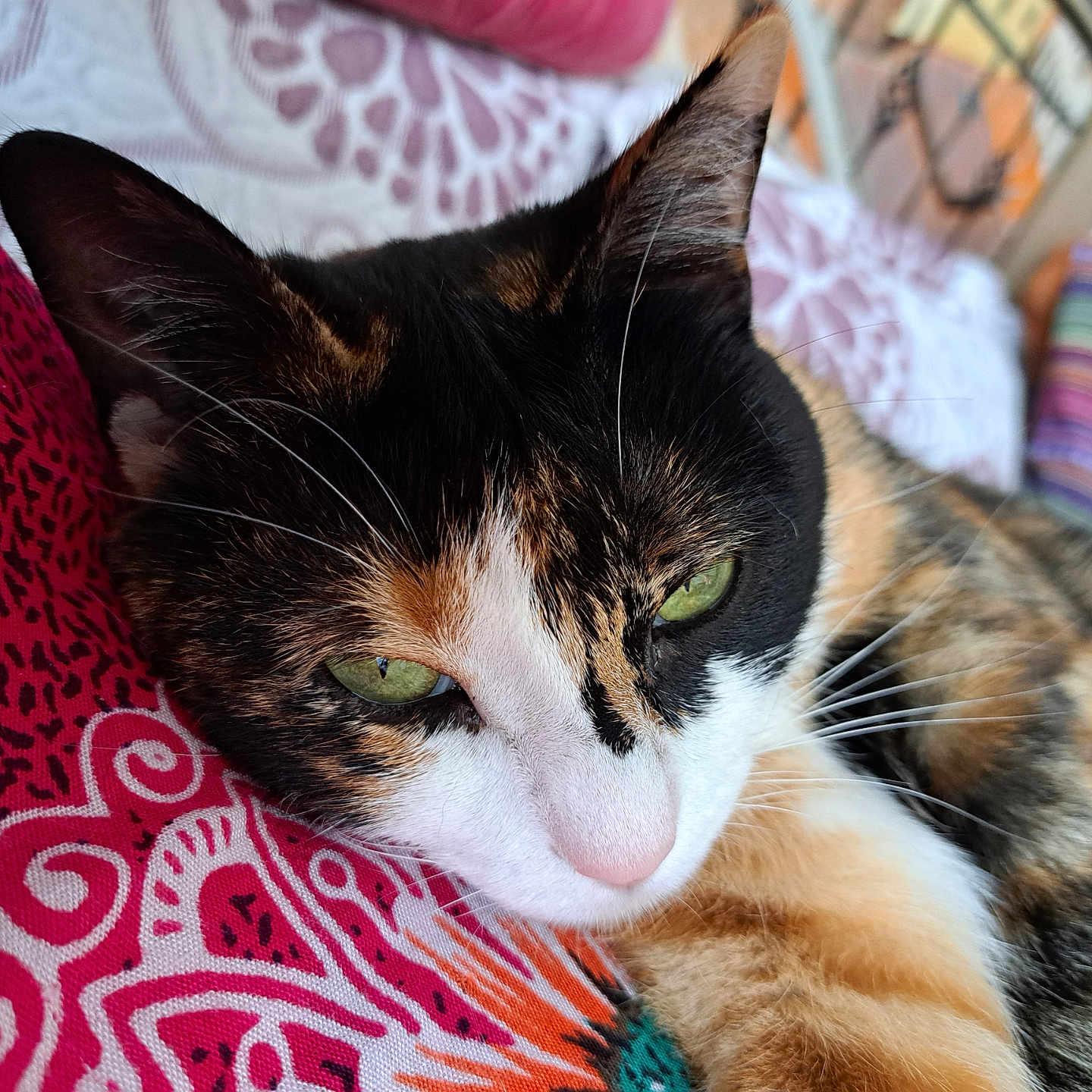 Cookie participe au concours pour gagner de l'argent avec cette photo : animal, calico, cat, close_up, colorful, cozy, cute, domestic_cat, face, fur, green_eyes, indoor, lying_down, patterned, pet, pillow, relaxed, resting, soft, whiskers