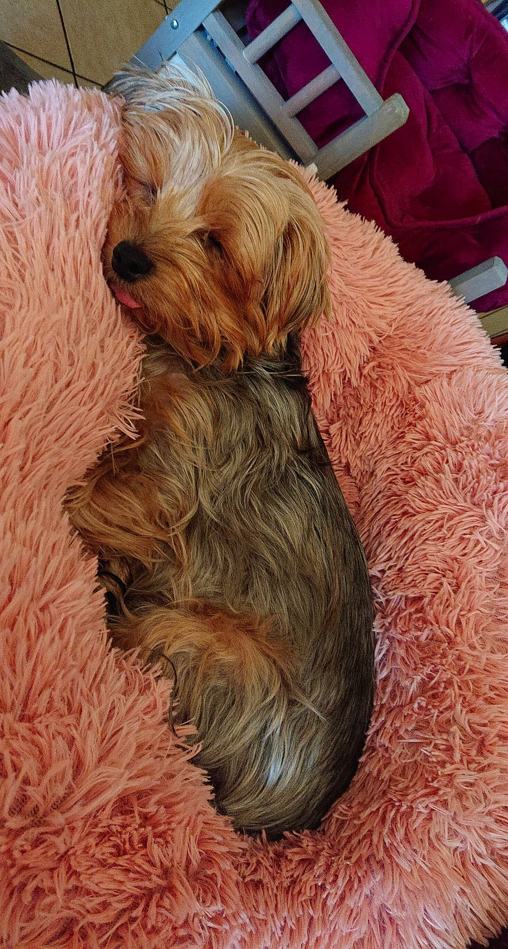 Praline participe au concours pour gagner de l'argent avec cette photo : adorable, animal, bed, comfort, cozy, cute, dog, fur, furry, home, indoor, napping, pet, pink_blanket, relaxed, resting, sleeping, small_dog, soft, tongue_out