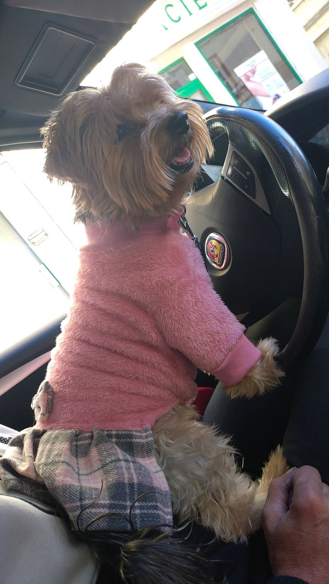 Praline participe au concours pour gagner de l'argent avec cette photo : car_interior, casual, clothing, companion, cozy, cute, daylight, dog, domestic_animal, fur, happy, human_hand, lap, pet, pink_sweater, plaid_skirt, seated, small_dog, steering_wheel, window