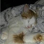 Wendy joined the competition — help win amazing prizes! animal, blanket, cat, comfort, cozy, cute, domestic, ears, feline, fur, indoor, nap, paw, pet, relaxation, rest, sleeping, soft, warm, whiskers
