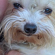 Candi is registered to the contest to win money with this photo: animal_face, black_nose, brown_eyes, brown_fur, close_up, cuddling, cute, dog, fluffy, human_arm, indoors, long_hair, looking_at_camera, pet, photography, portrait, shaggy_fur, small_dog, whiskers, white_fur