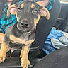 animal, black_and_tan, blanket, brown_eyes, canine, car, close_up, cute, dog, floppy_ears, human, indoor, passenger, pet, portrait, puppy, seat, sitting, smiling, vehicle
