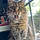 Kitty