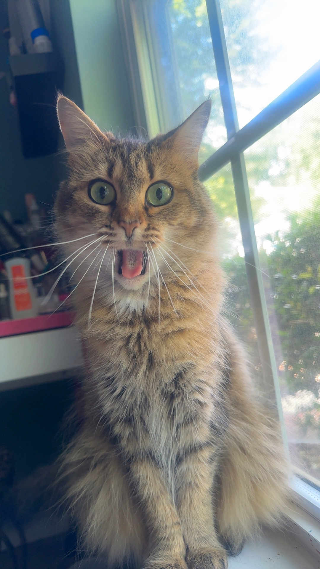Kitty