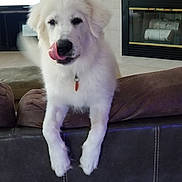 Sully joined the competition — help win amazing prizes! dog, white_dog, fluffy, pet, tongue_out, couch, living_room, fireplace, indoor, furniture, cute, animal, mammal, domestic_animal, canine, playful, home, relaxed, fur, companion