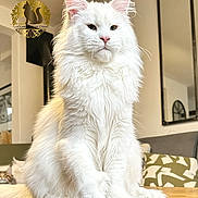 Ubella participe au concours pour gagner de l'argent avec cette photo : cat, maine_coon, white_cat, fluffy_fur, pet, indoor, table, wooden_table, living_room, mirror, cushion, furniture, domestic_animal, logo, watermark, portrait, sitting, animal, cute, face