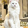 cat, maine_coon, white_cat, fluffy_fur, pet, indoor, table, wooden_table, living_room, mirror, cushion, furniture, domestic_animal, logo, watermark, portrait, sitting, animal, cute, face