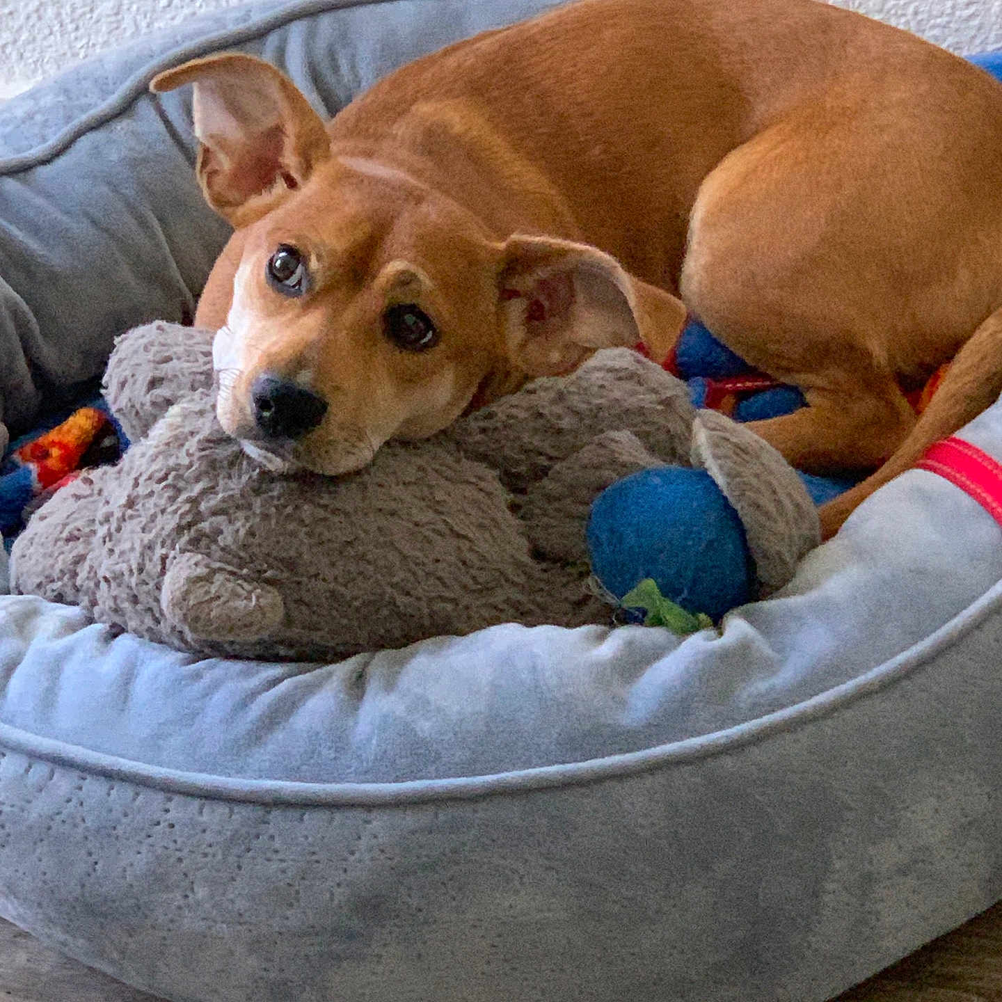 Bruno joined the competition — help win amazing prizes! animal, blue_ball, brown_dog, canine, closeup, comfort, companion, cozy, cute, dog, domestic, ears, floor, indoor, laying_down, pet_bed, relaxed, resting, stuffed_toy, wall