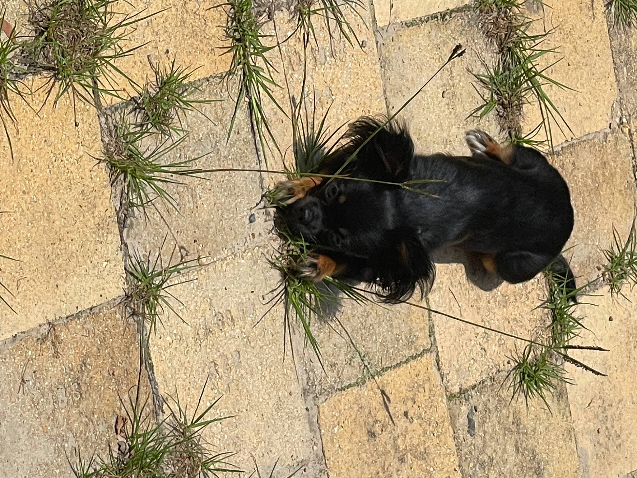 Roxy is registered to the contest to win money with this photo: carnivore, conifer, dog, dog_breed, fur, grass, landscape, plant, rock, sand, shadow, soil, sporting_group, tail, terrestrial_animal, tints_and_shades, wildlife, working_animal