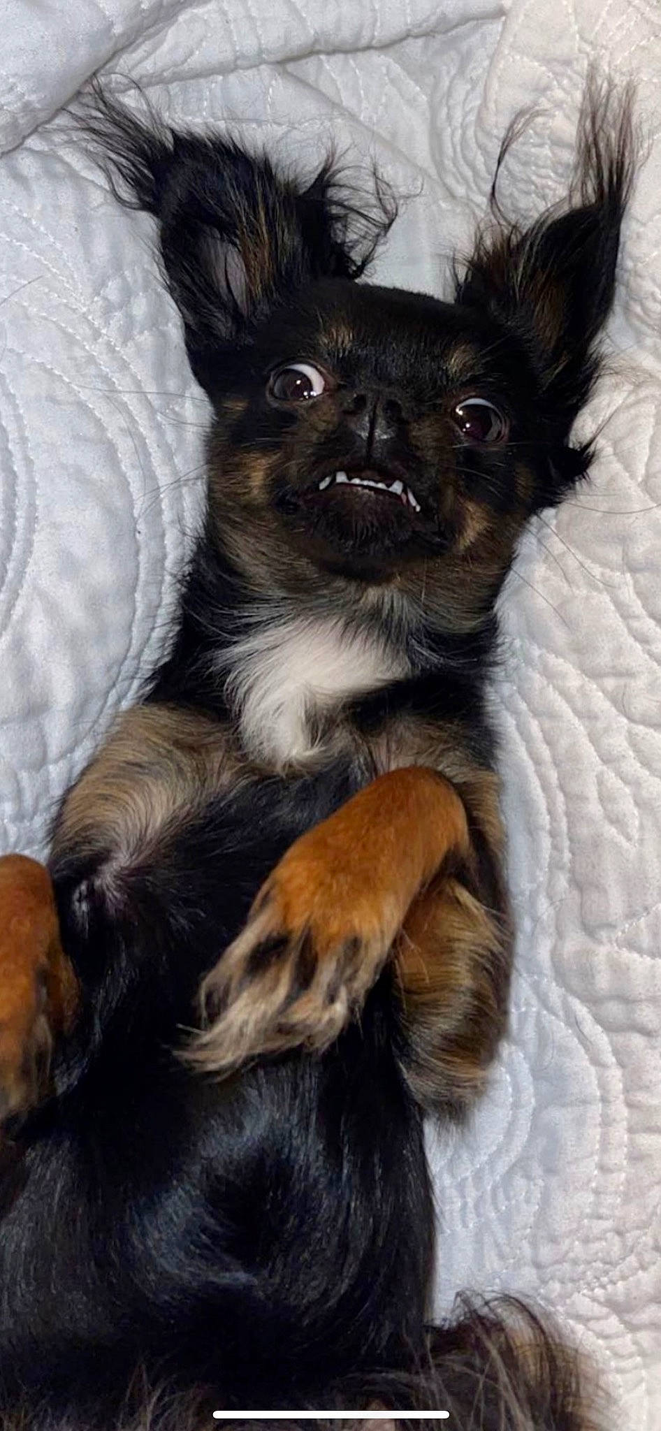 Roxy joined the competition — help win amazing prizes! canidae, carnivore, comfort, companion_dog, dog, dog_breed, dog_supply, ear, fawn, fur, non_sporting_group, paw, puppy, snout, sporting_group, tail, terrestrial_animal, toy_dog, whiskers, working_animal