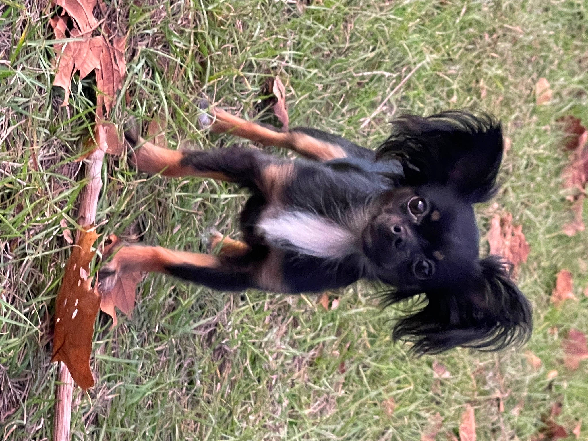 Roxy joined the competition — help win amazing prizes! canidae, carnivore, companion_dog, dog, dog_breed, fawn, fur, grass, guard_dog, hunting_dog, liver, plant, sporting_group, tail, terrestrial_animal, terrier, toy_dog, working_animal, working_dog