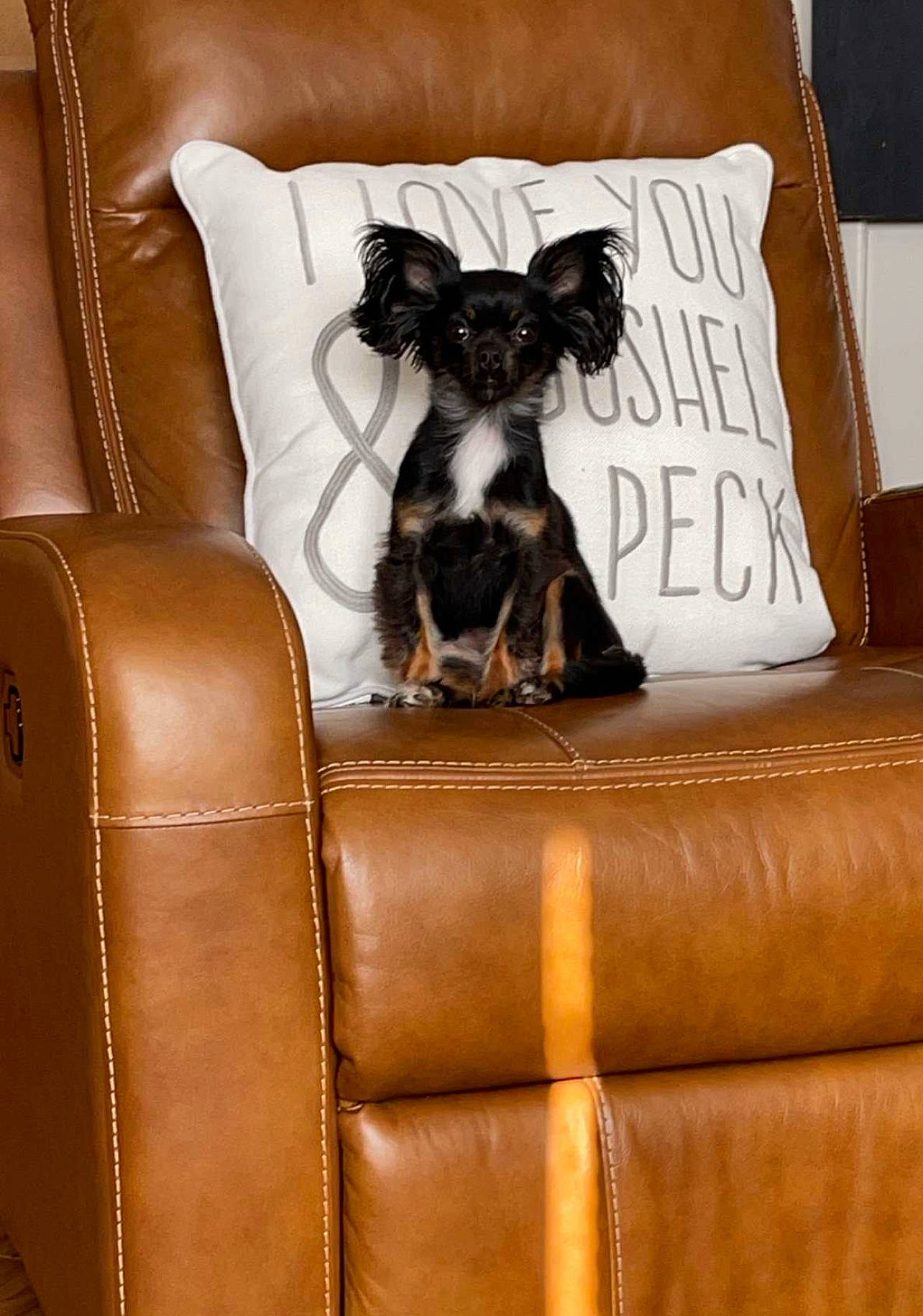 Roxy is registered to the contest to win money with this photo: brown, carnivore, comfort, companion_dog, couch, dog, dog_breed, dog_supply, fawn, flooring, furniture, hair, hardwood, liver, living_room, pillow, room, studio_couch, wood, working_animal