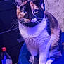 cat, calico_cat, feline, whiskers, green_eyes, indoor, blue_light, chair, bottle, coca_cola_can, dresser, fabric, paws, sitting, portrait, pet, domestic_animal, looking_at_camera, close_up, fur_pattern