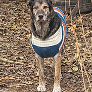 Jason participe au concours pour gagner de l'argent avec cette photo : dog, pet, sweater, knit_sweater, leaves, ground, outdoors, portrait, standing, looking_at_camera, brown_fur, paws, eyes, face, autumn, garden, tires, rustic, dirt, curious