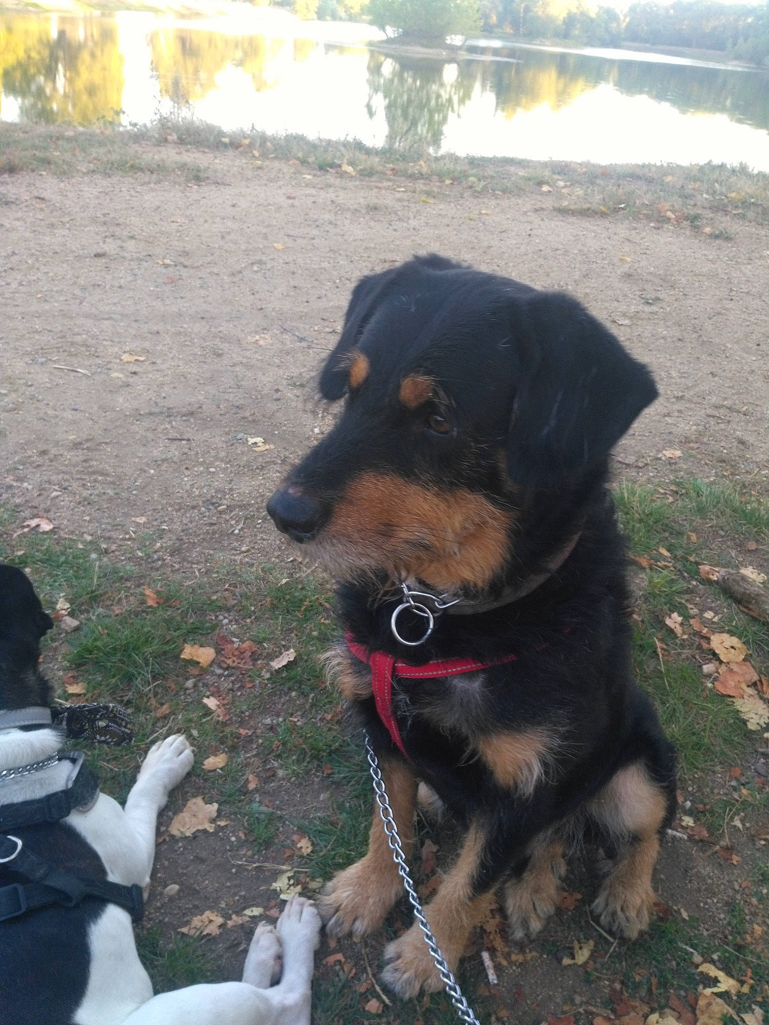 Kamase a rejoint le concours — aidez-le/la à gagner de superbes lots ! black_and_tan_terrier, canidae, carnivore, companion_dog, dog, dog_breed, huntaway, hunting_dog, jagdterrier, mammal, rare_breed_dog, rottweiler, snout, sporting_group, vertebrate, working_dog