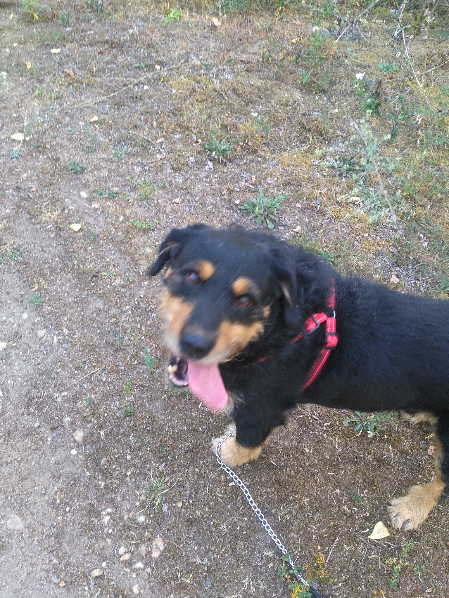 Kamase participe au concours pour gagner de l'argent avec cette photo : austrian_black_and_tan_hound, beauceron, canidae, carnivore, dog, dog_breed, hellenikos_ichnilatis, huntaway, hunting_dog, mammal, rottweiler, sporting_group, transylvanian_hound, vertebrate, working_dog