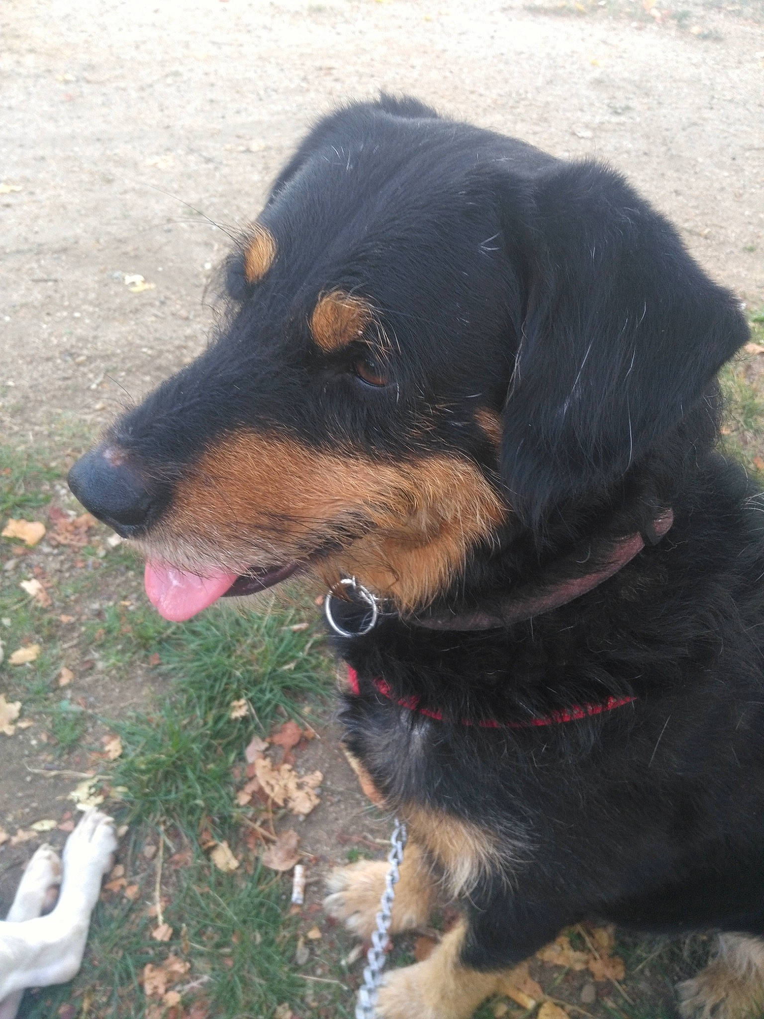 Kamase participe au concours pour gagner de l'argent avec cette photo : austrian_black_and_tan_hound, canidae, carnivore, dog, dog_breed, huntaway, hunting_dog, jagdterrier, mammal, rottweiler, snout, sporting_group, transylvanian_hound, vertebrate