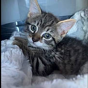 Blue participe au concours pour gagner de l'argent avec cette photo : kitten, cat, tabby, fur, whiskers, ears, eyes, pet, animal, cute, fluffy, resting, indoor, soft, blanket, closeup, young, adorable, sleepy, feline